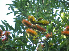 Combretum fruticosum