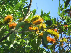 Combretum fruticosum