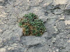 Pseudoscabiosa saxatilis