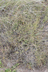 Aspalathus crassisepala