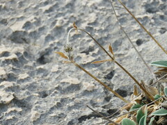 Pseudoscabiosa saxatilis
