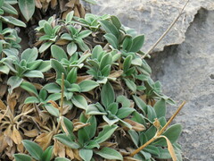 Pseudoscabiosa saxatilis