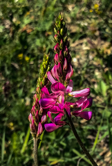 Onobrychis viciifolia