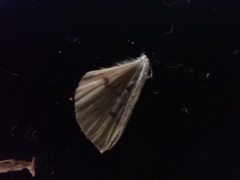 Lepidoptera