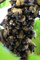 Eidolon helvum