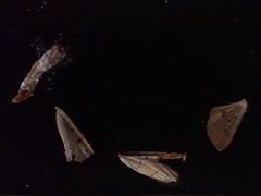 Lepidoptera