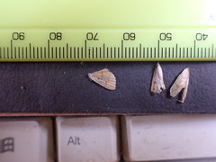 Lepidoptera