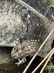 Sclerophrys poweri