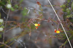 Aspalathus crassisepala