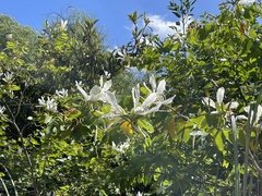 Bauhinia forficata