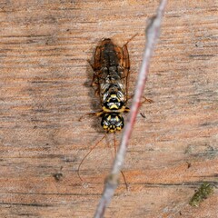 Acantholyda posticalis