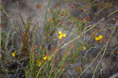 Aspalathus crassisepala