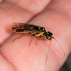 Acantholyda posticalis