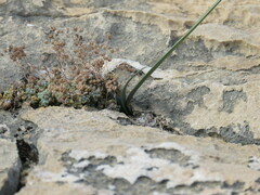 Pancratium maritimum