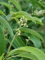 Ozoroa paniculosa