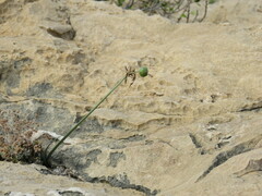 Pancratium maritimum