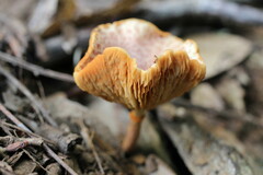 Gymnopilus purpureosquamulosus