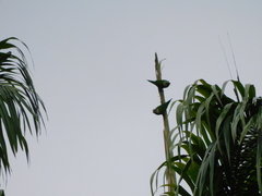 Brotogeris pyrrhoptera