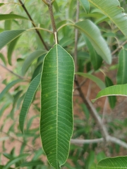 Ozoroa paniculosa