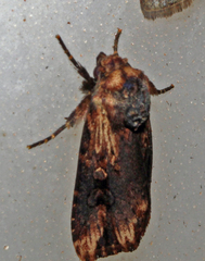 Micragrotis interstriata