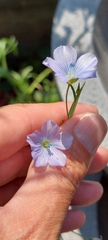 Linum usitatissimum
