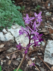 Orchis anatolica