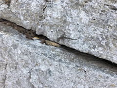 Dalmatolacerta oxycephala