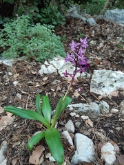 Orchis anatolica