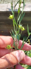 Linum usitatissimum