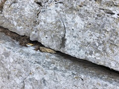 Dalmatolacerta oxycephala