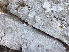 Dalmatolacerta oxycephala