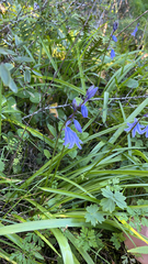 Hyacinthoides