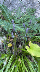 Hyacinthoides hispanica