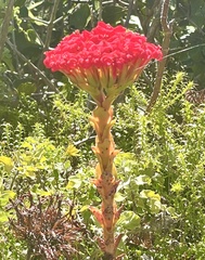 Crassula coccinea