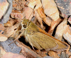 Polites themistocles