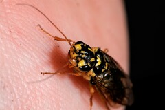 Acantholyda posticalis