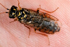 Acantholyda posticalis