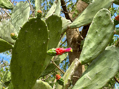 Opuntia inaperta