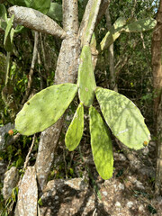 Opuntia inaperta