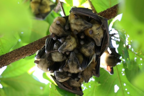 Straw-coloured Fruit Bat