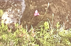 Disa uniflora