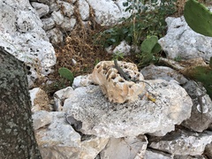 Dalmatolacerta oxycephala