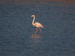 Phoenicopterus roseus