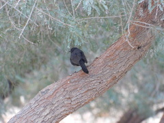 Cercotrichas podobe