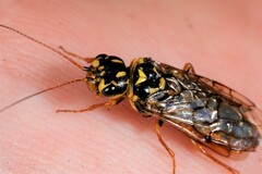 Acantholyda posticalis