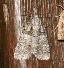 Acronicta tristis