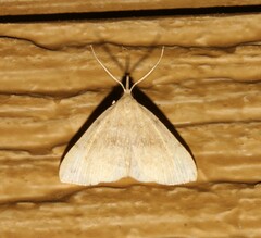 Phalaenostola metonalis