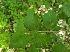Maytenus undata