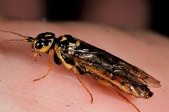 Acantholyda posticalis