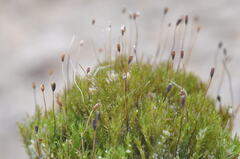 Eucladium verticillatum